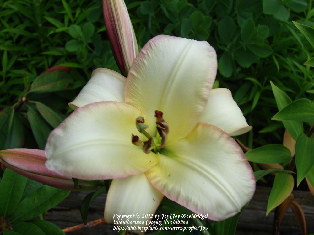 Photo of Lily (Lilium 'Boogie Woogie') uploaded by Joy