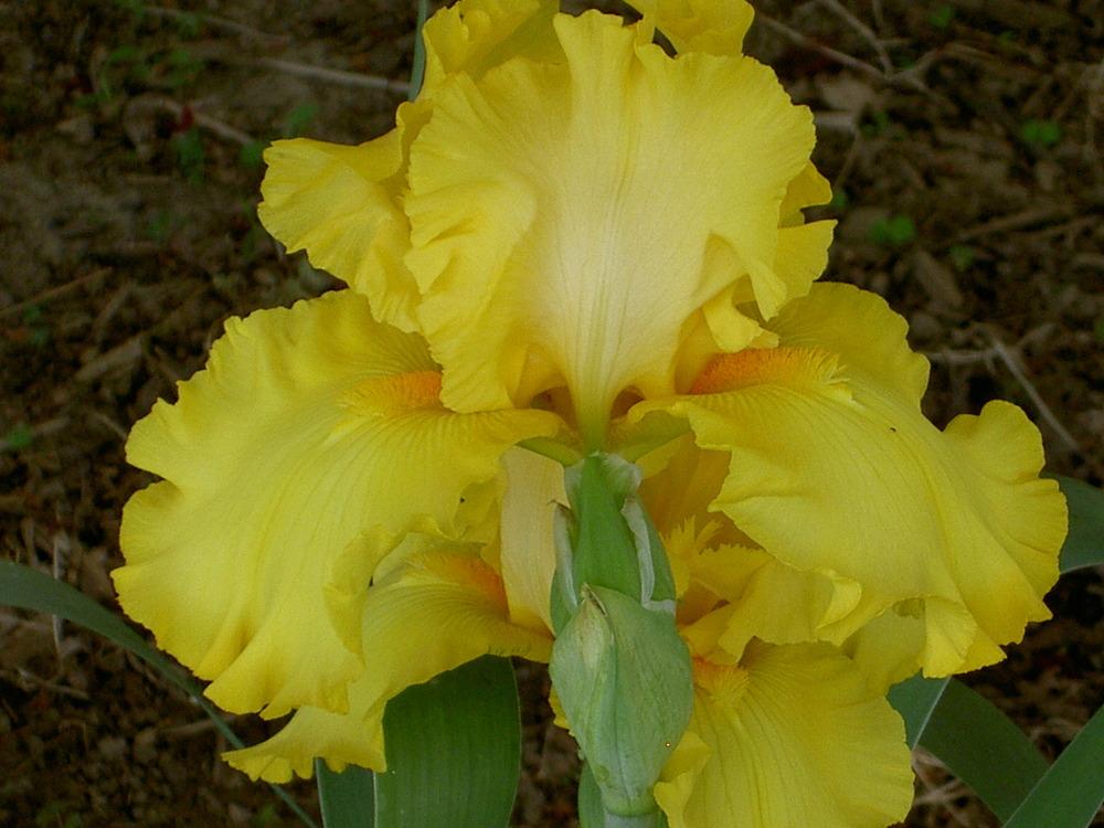 Photo of Tall Bearded Iris (Iris 'Picasso Moon') uploaded by Muddymitts