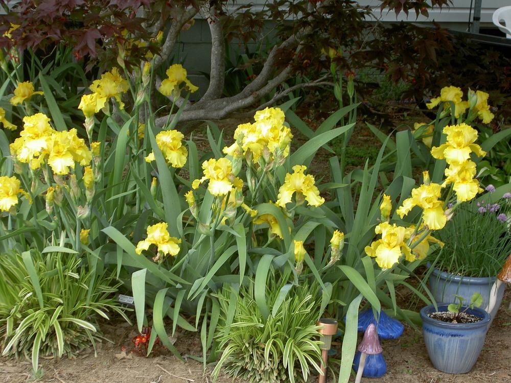 Photo of Tall Bearded Iris (Iris 'Picasso Moon') uploaded by Muddymitts