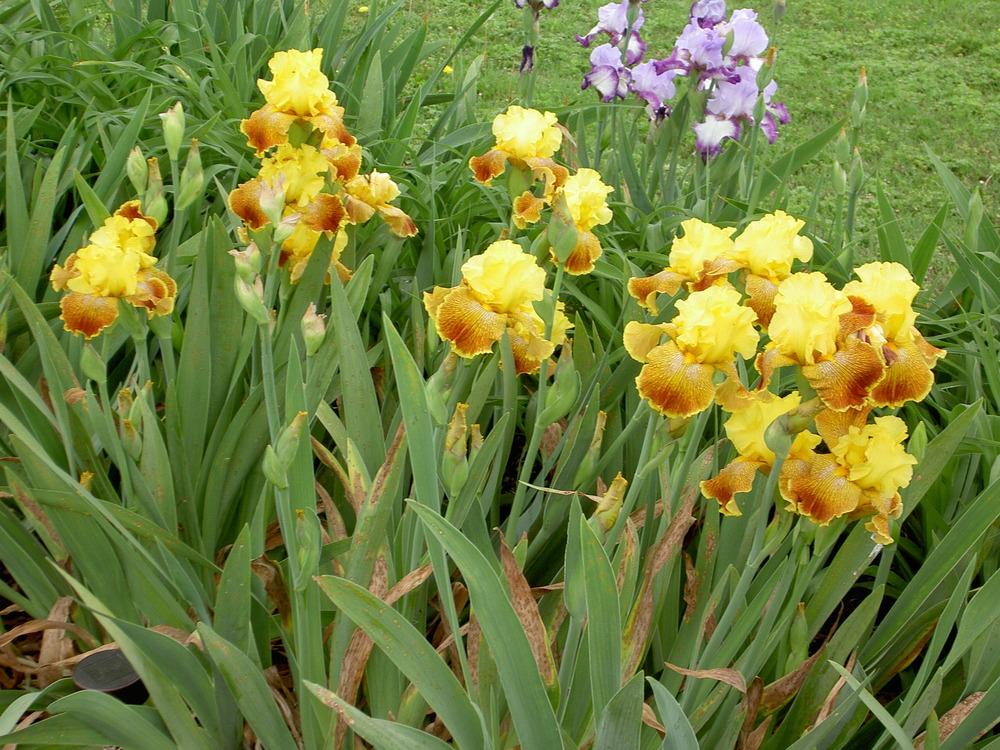 Photo of Tall Bearded Iris (Iris 'Bengal Tiger') uploaded by Muddymitts