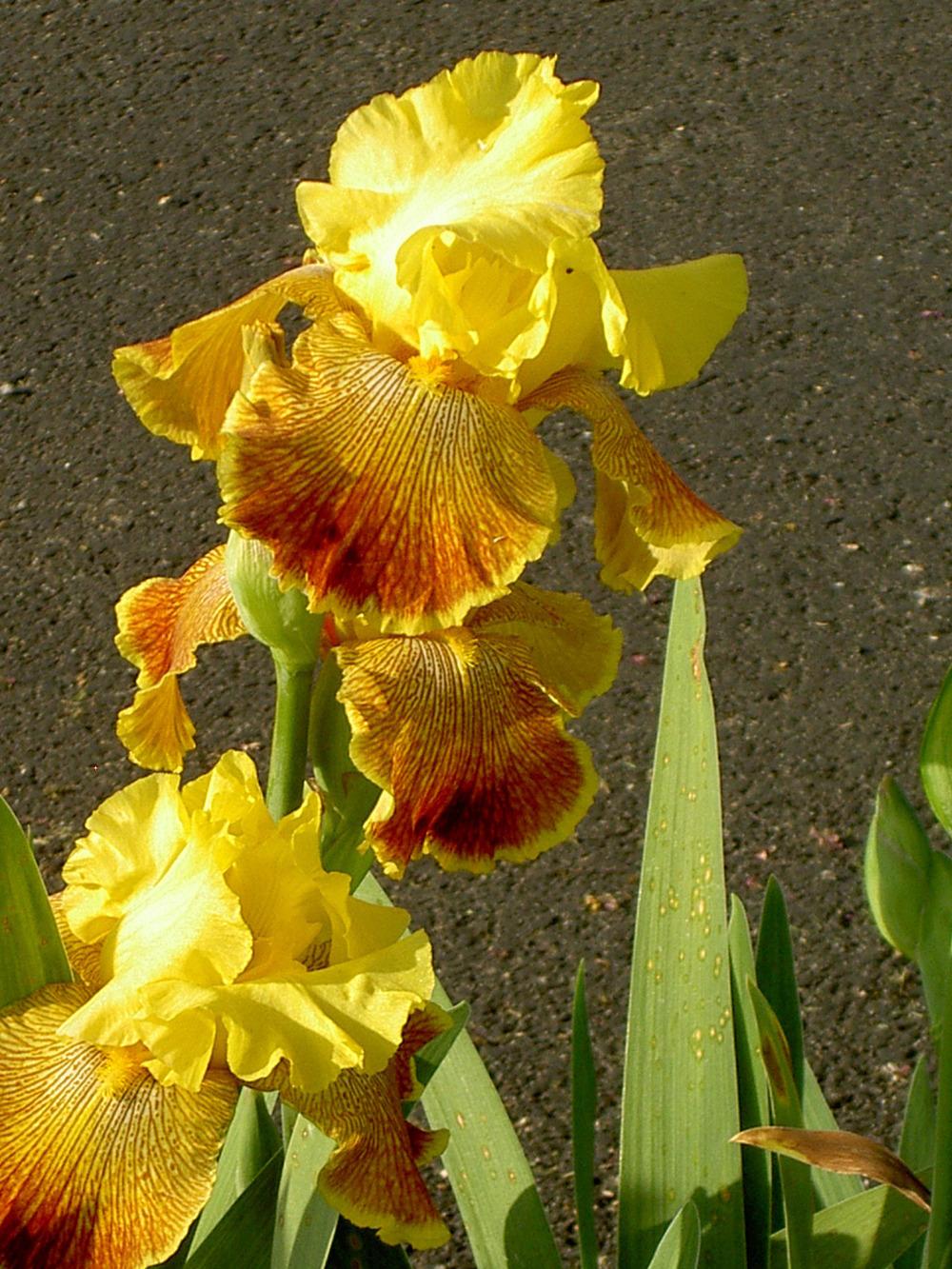 Photo of Tall Bearded Iris (Iris 'Bengal Tiger') uploaded by Muddymitts