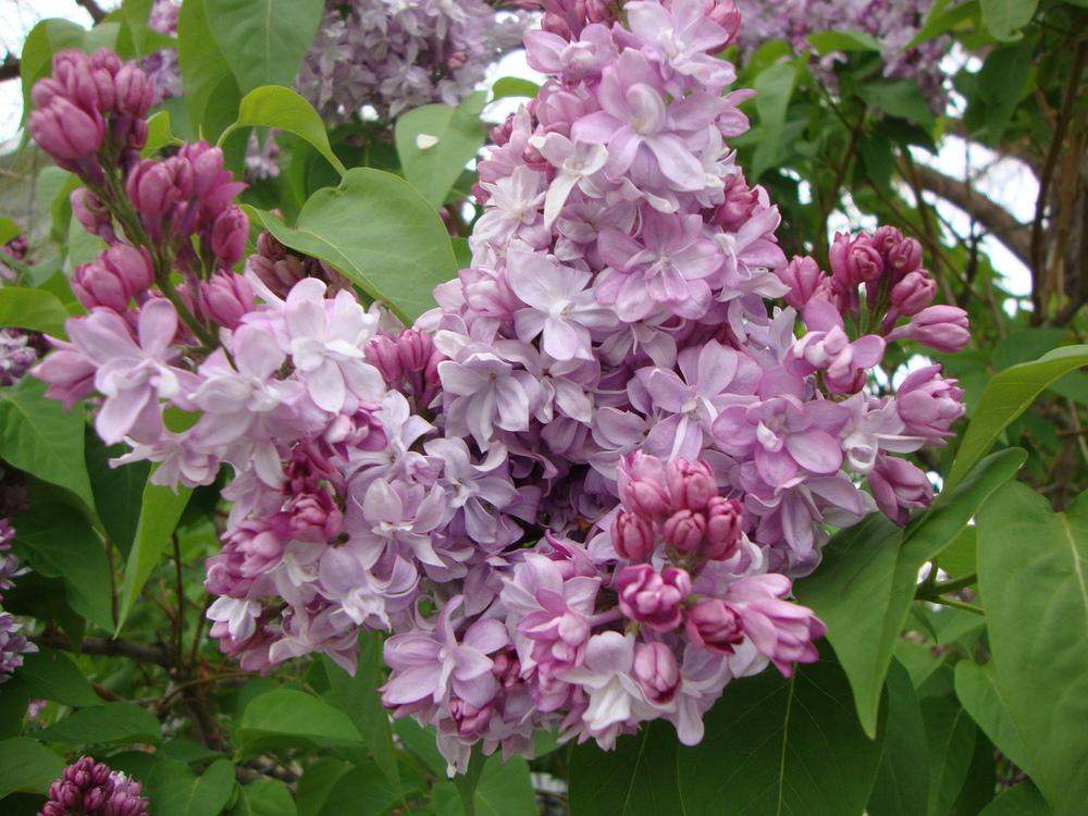Photo of Common Lilac (Syringa vulgaris) uploaded by Paul2032