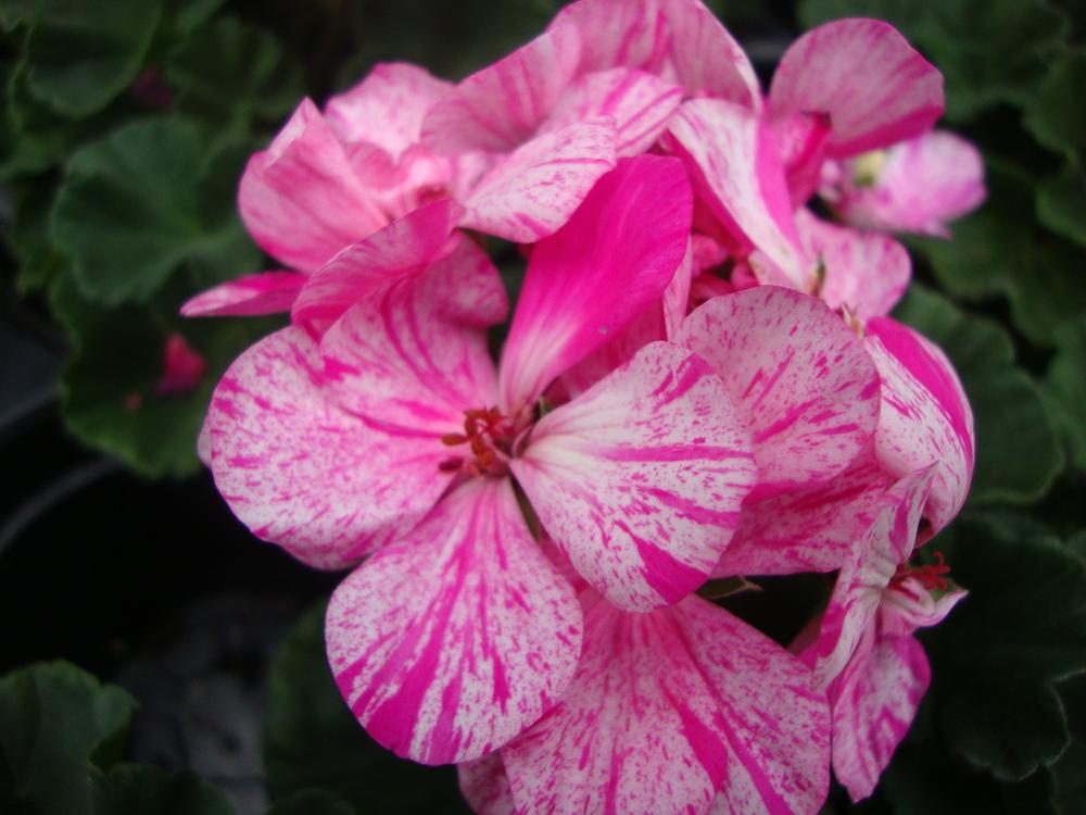 Photo of Zonal Geranium (Pelargonium x hortorum Fantasia® Raspberry Twizzle) uploaded by Paul2032