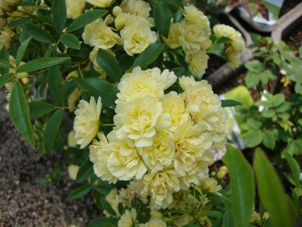 Photo of Lady Banks Yellow (Rosa banksiae 'Lutea') uploaded by Paul2032