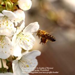 Location: My garden in Gent, Belgium
Date: 2011-04-06
With Honeybee!