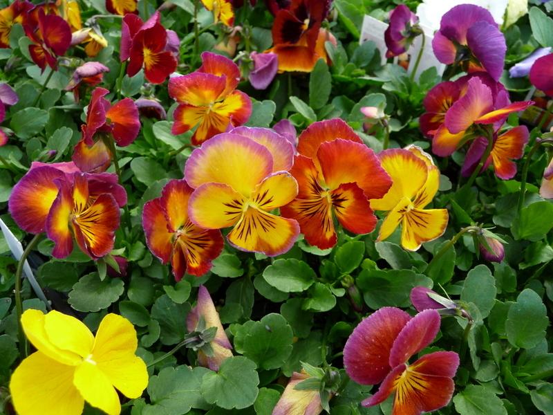 Photo of Violas (Viola) uploaded by gardengus