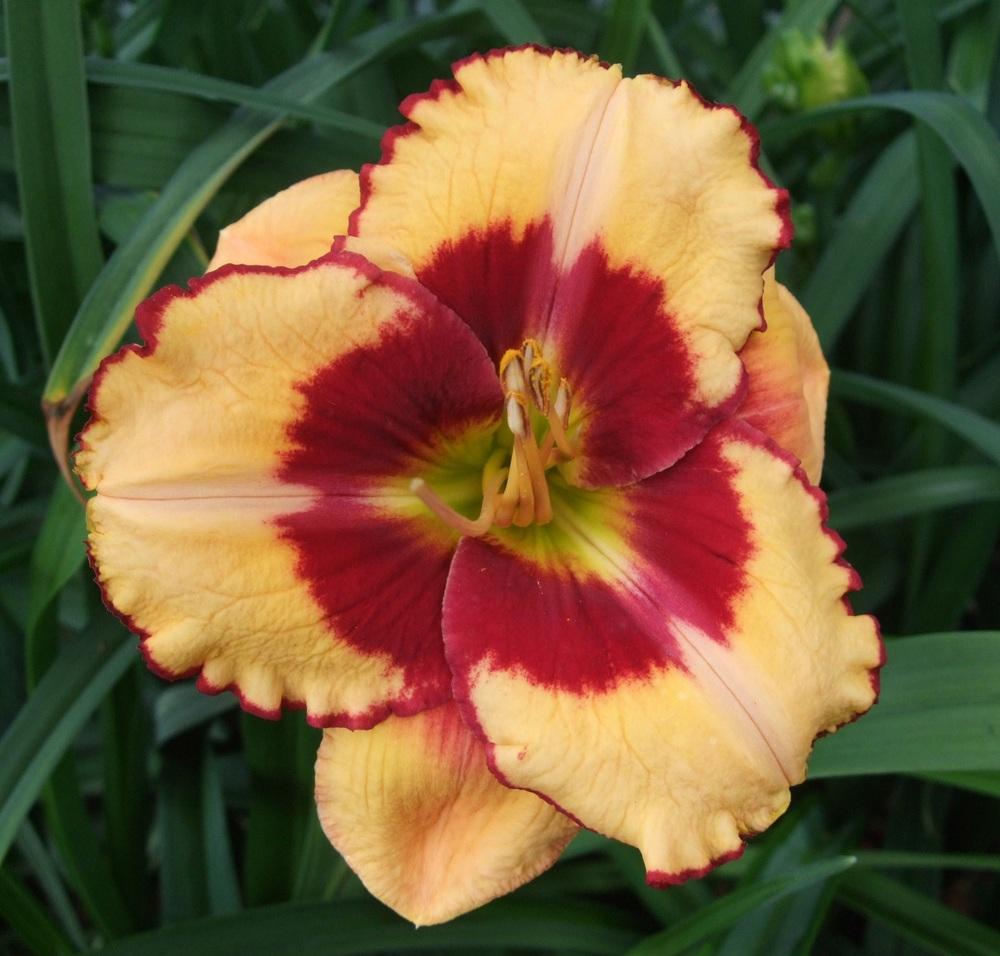 Photo of Daylily (Hemerocallis 'Don't Touch That') uploaded by spunky1