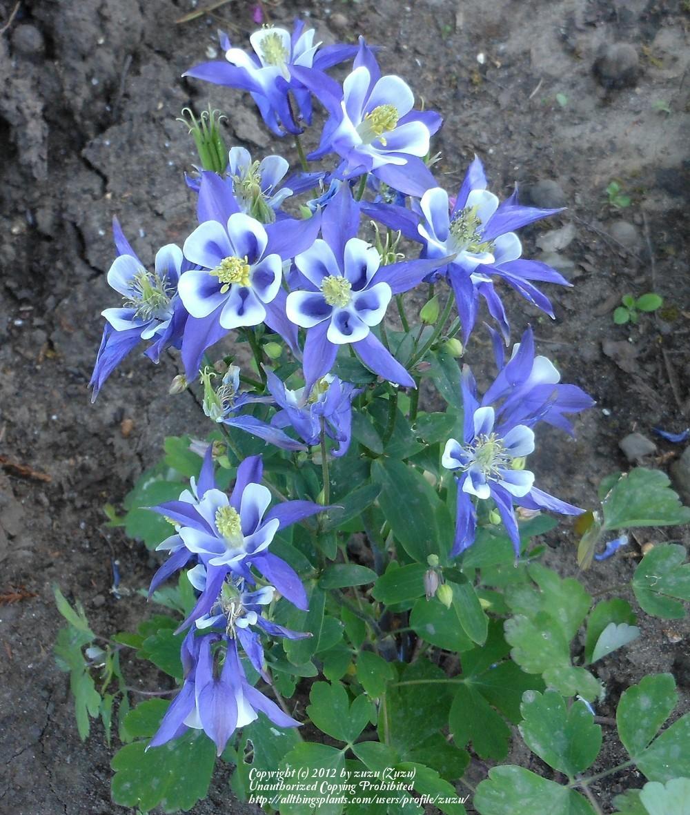Photo of Columbine (Aquilegia vulgaris 'Winky Blue and White') uploaded by zuzu