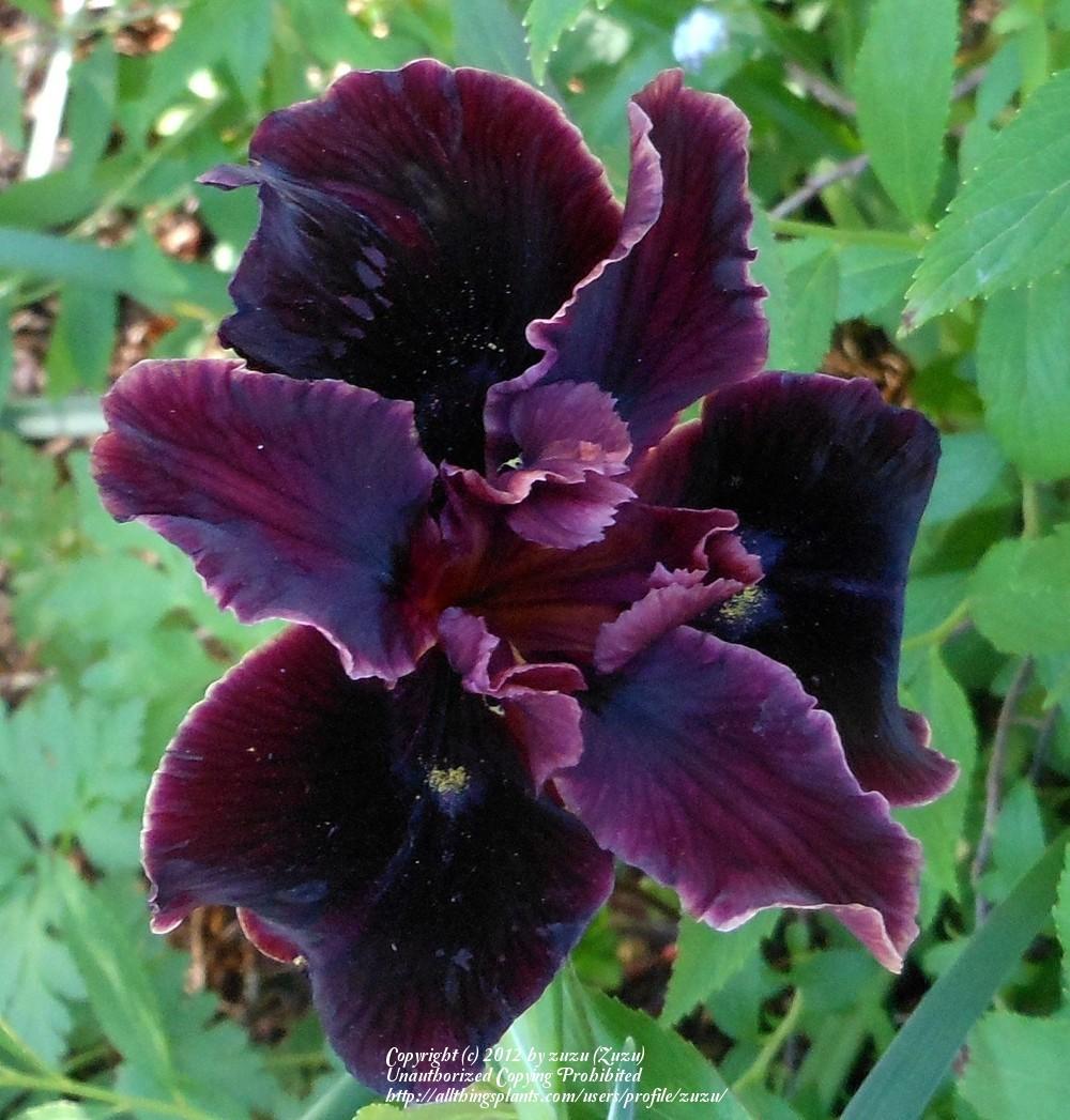 Photo of Pacific Coast Iris (Iris 'Dorothea's Ruby') uploaded by zuzu