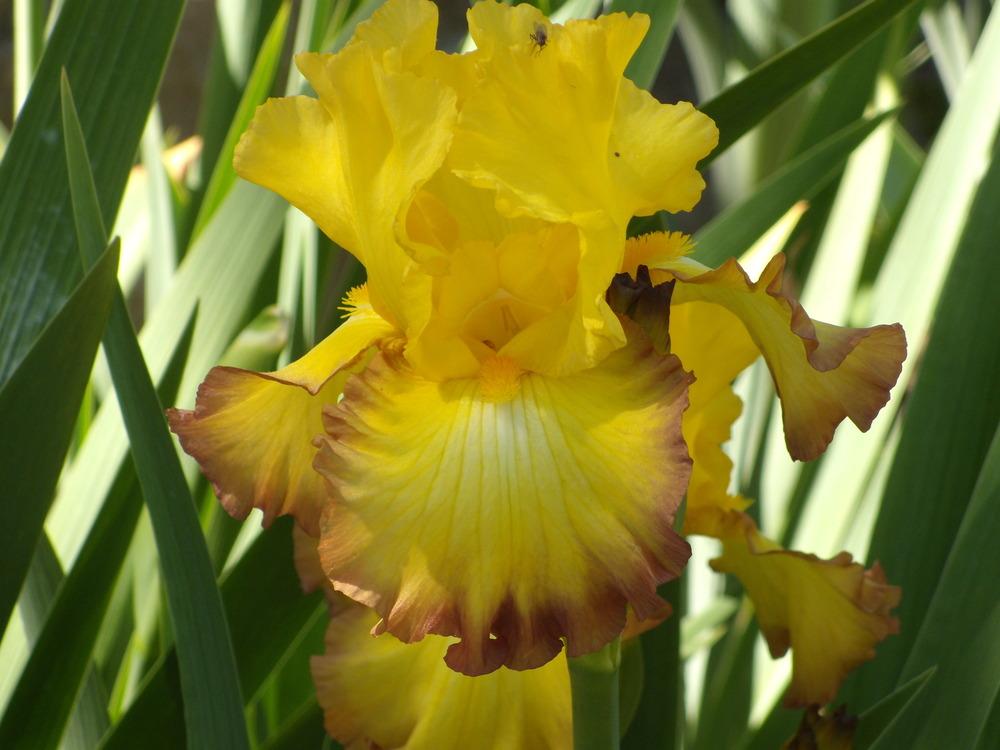 Photo of Tall Bearded Iris (Iris 'Bold Vision') uploaded by Betja