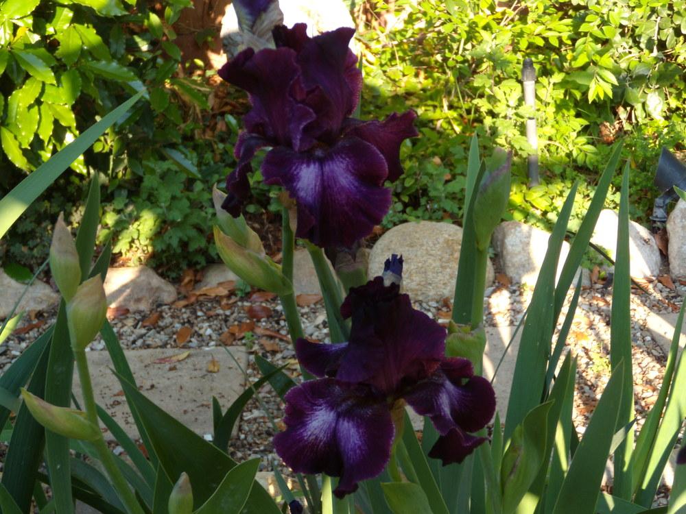 Photo of Tall Bearded Iris (Iris 'Bubble Bubble') uploaded by Betja