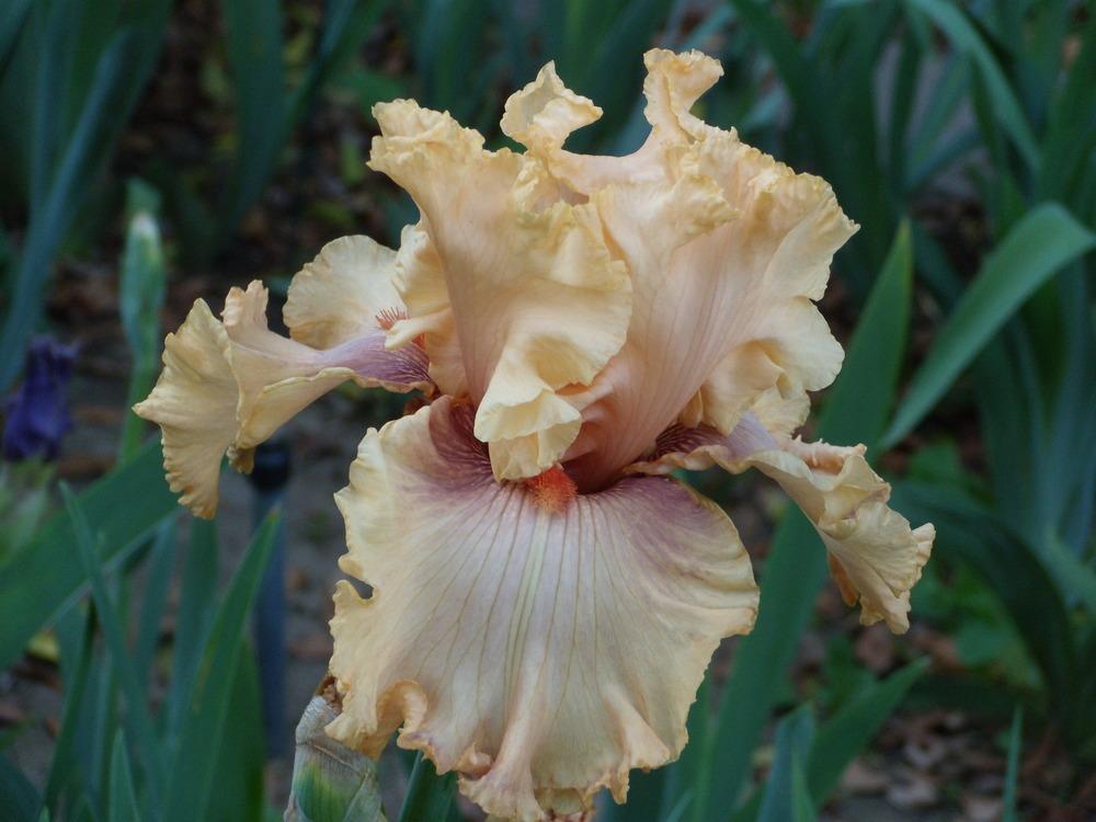Photo of Tall Bearded Iris (Iris 'Pretty Swish') uploaded by Betja