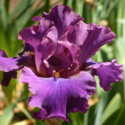 Location: My garden in Bakersfield, CA
Date: April 22, 2011