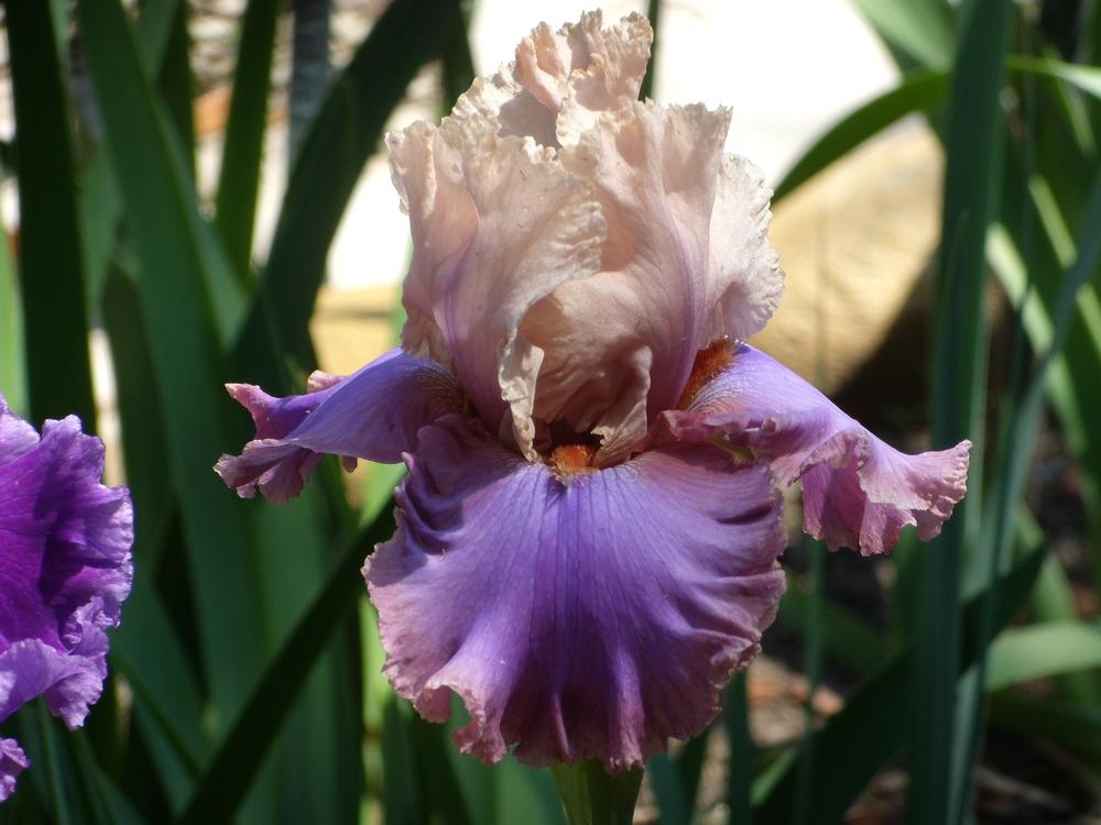Photo of Tall Bearded Iris (Iris 'Luxuriant Lothario') uploaded by Betja