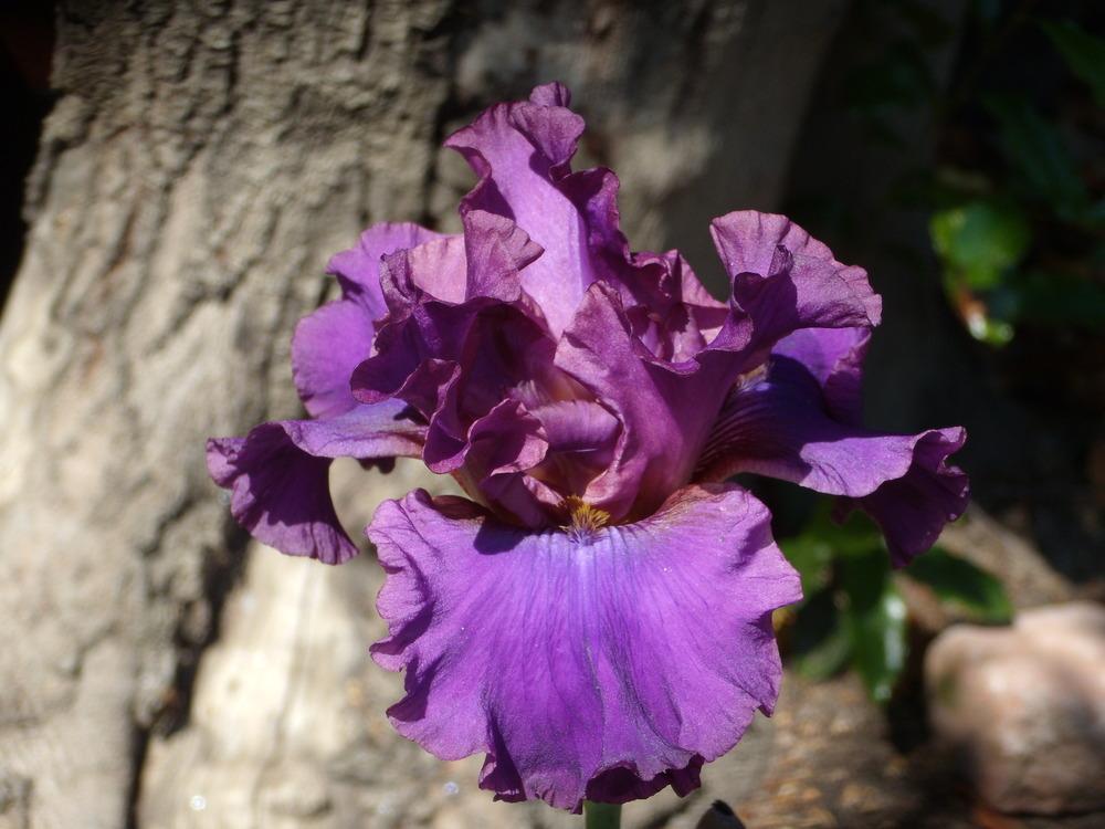 Photo of Tall Bearded Iris (Iris 'Blueberry Fudge') uploaded by Betja