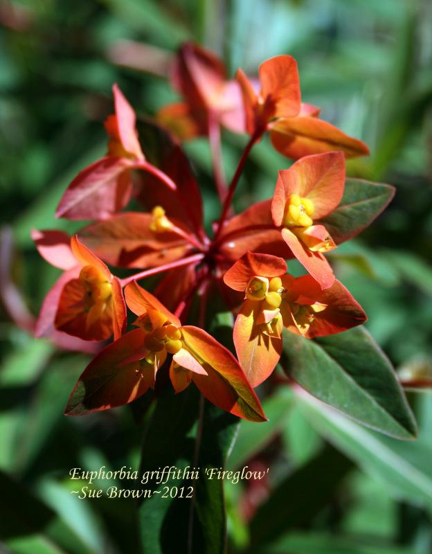 Photo of Euphorbia (Euphorbia griffithii 'Fireglow') uploaded by Calif_Sue