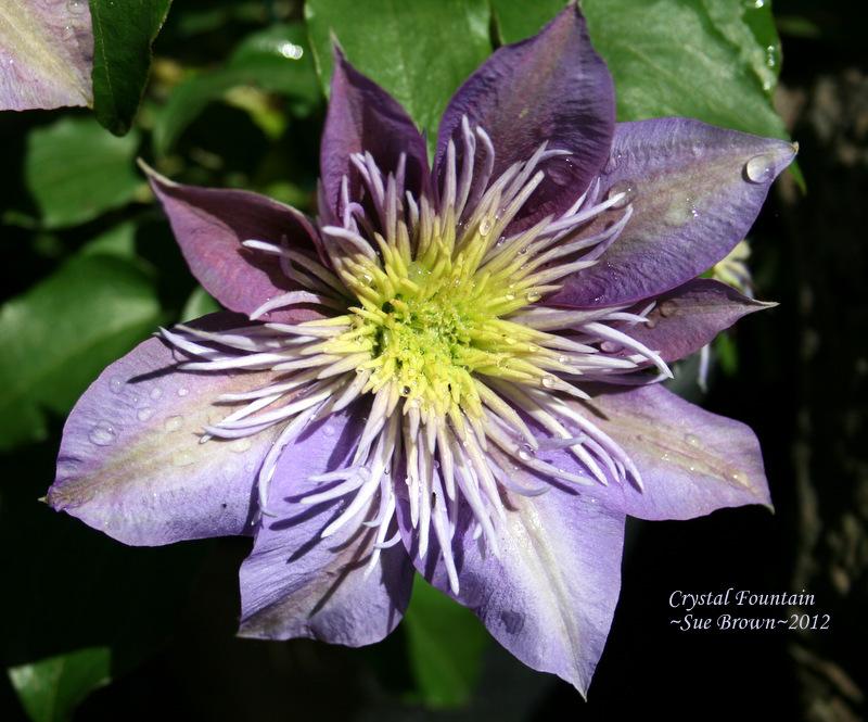 Photo of Clematis Crystal Fountain™ uploaded by Calif_Sue