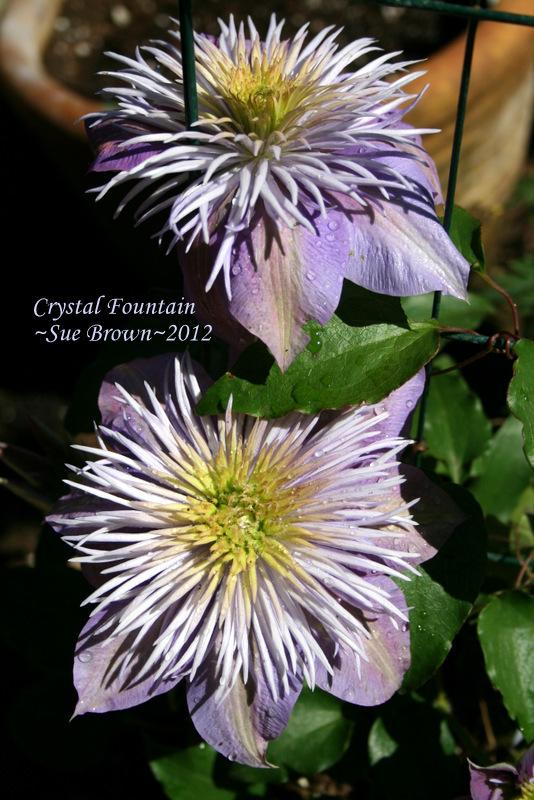 Photo of Clematis Crystal Fountain™ uploaded by Calif_Sue