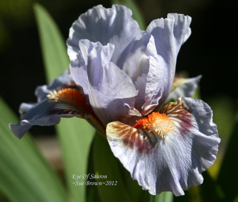 Photo of Standard Dwarf Bearded Iris (Iris 'Eye of Sauron') uploaded by Calif_Sue