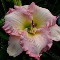 Location: Thoroughbred Daylilies - Greenhouse
Date: 2006
Photo © Squire Gardens