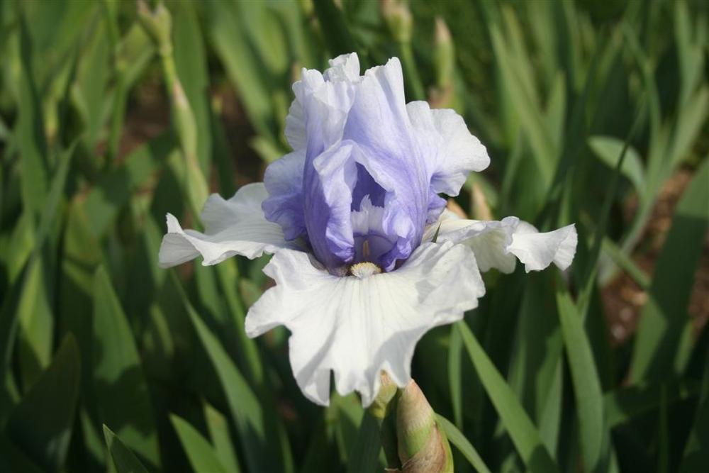 Photo of Tall Bearded Iris (Iris 'Tullyherron') uploaded by KentPfeiffer
