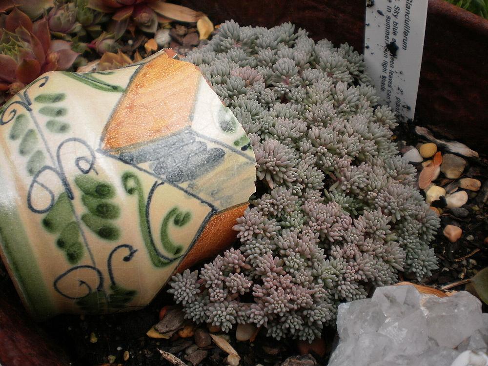 Photo of Spanish Stonecrop (Sedum hispanicum) uploaded by SongofJoy