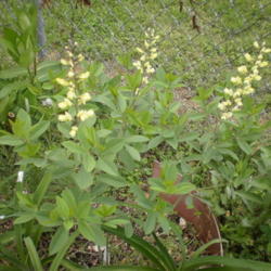 Location: Middle Tennessee
Date: 2012-04-22
Spring, second year