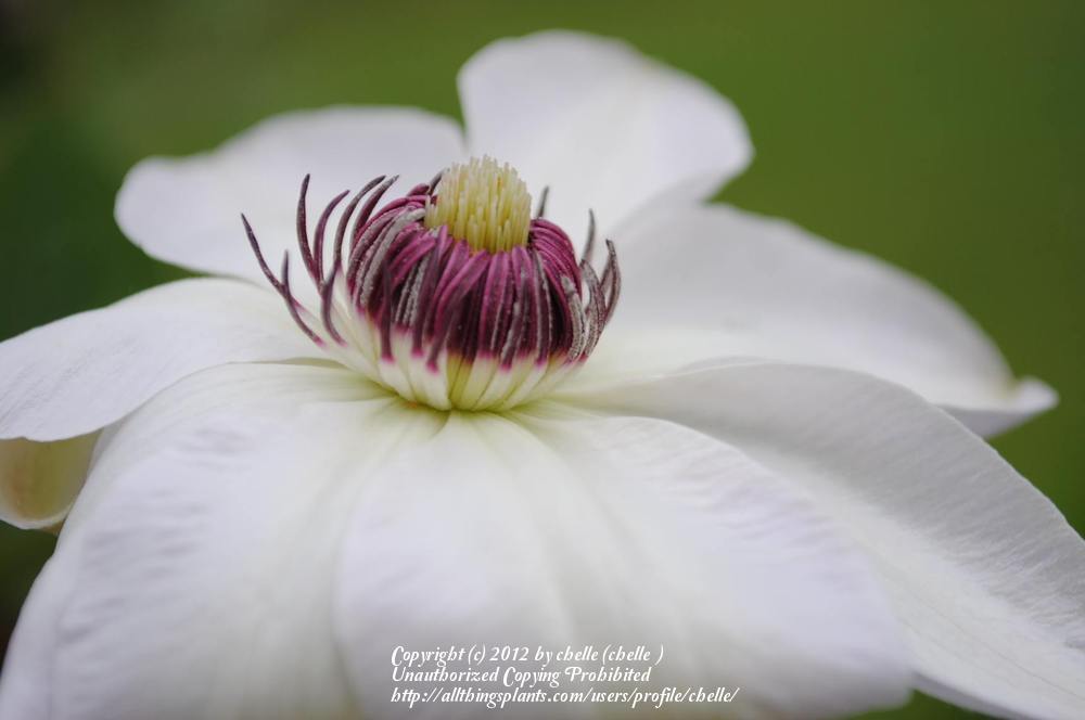 Photo of Clematis 'Miss Bateman' uploaded by chelle