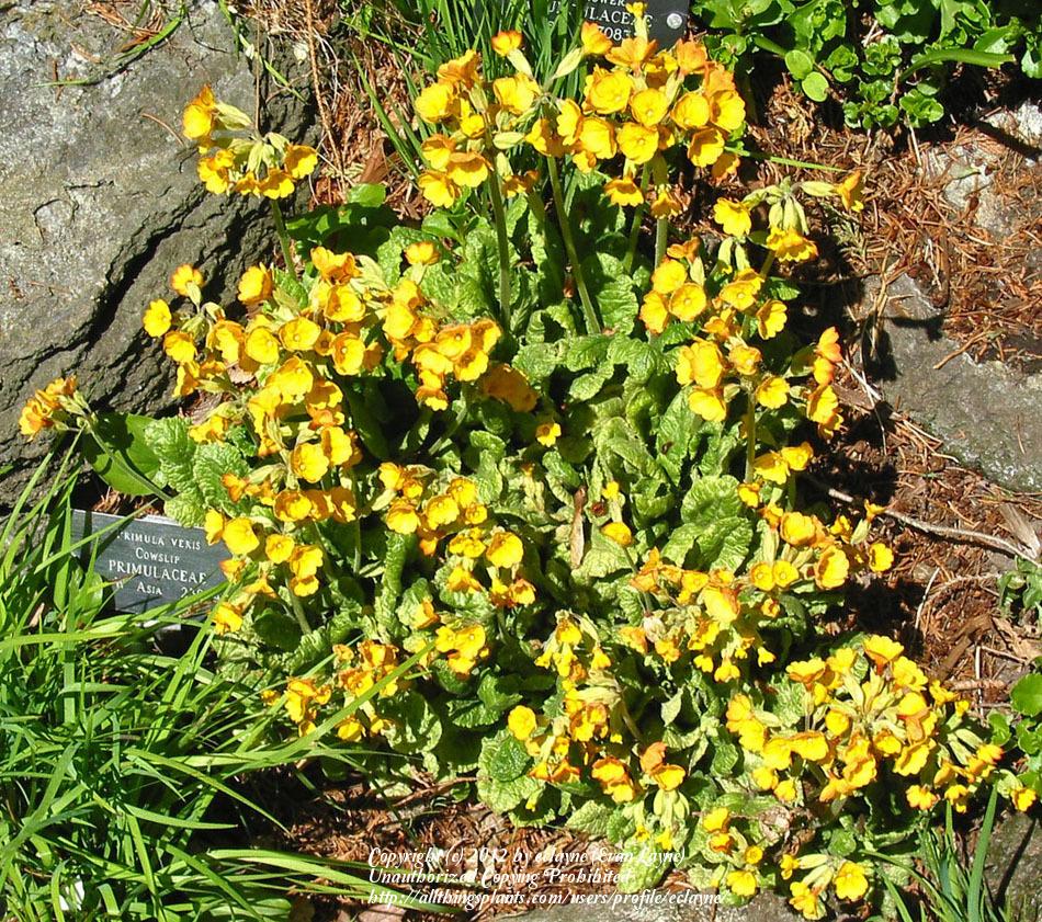 Photo of Cowslip (Primula veris) uploaded by eclayne