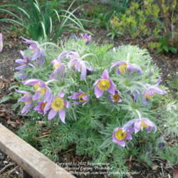 Location: Western Washington
Date: 2012-04-21
Full blossom