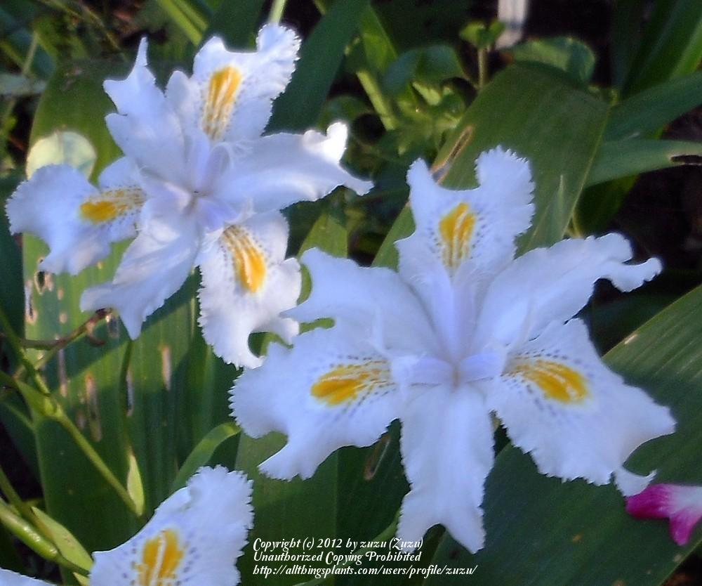Photo of Species Iris (Iris confusa) uploaded by zuzu