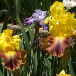Location: My garden in Bakersfield, CA
Date: April 18, 2012 