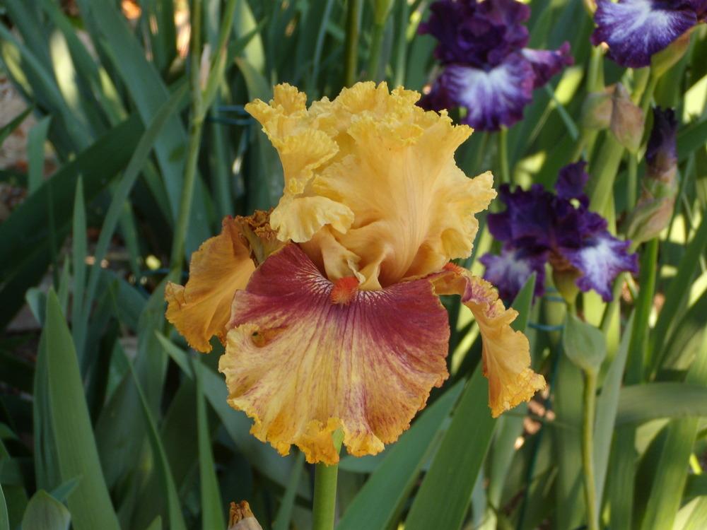 Photo of Tall Bearded Iris (Iris 'Italian Master') uploaded by Betja