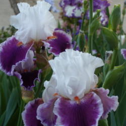Location: My garden in Bakersfield, CA
Date: April 20, 2012 