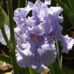 Location: My garden in Bakersfield, CA
Date: April 17, 2012 