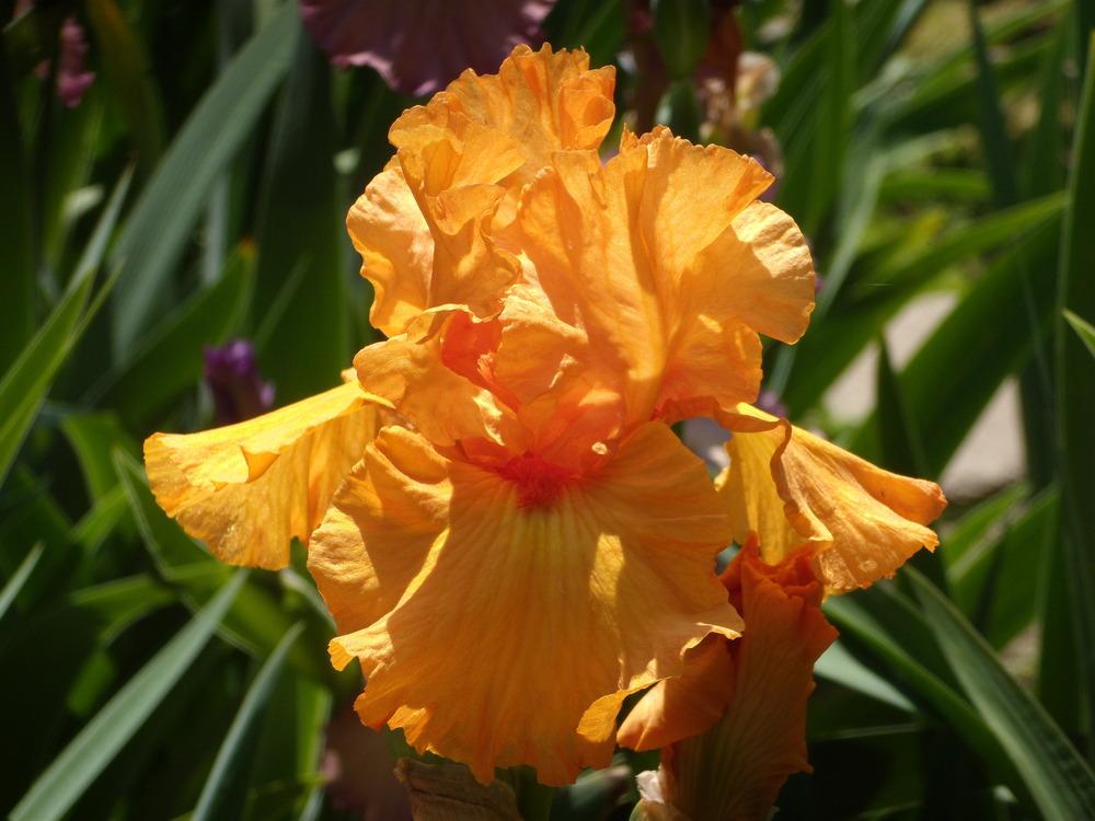 Photo of Tall Bearded Iris (Iris 'Fiery Figure') uploaded by Betja