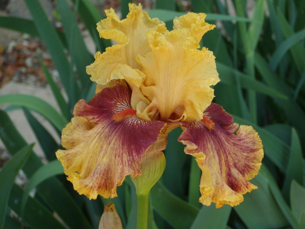 Photo of Tall Bearded Iris (Iris 'Italian Master') uploaded by Betja
