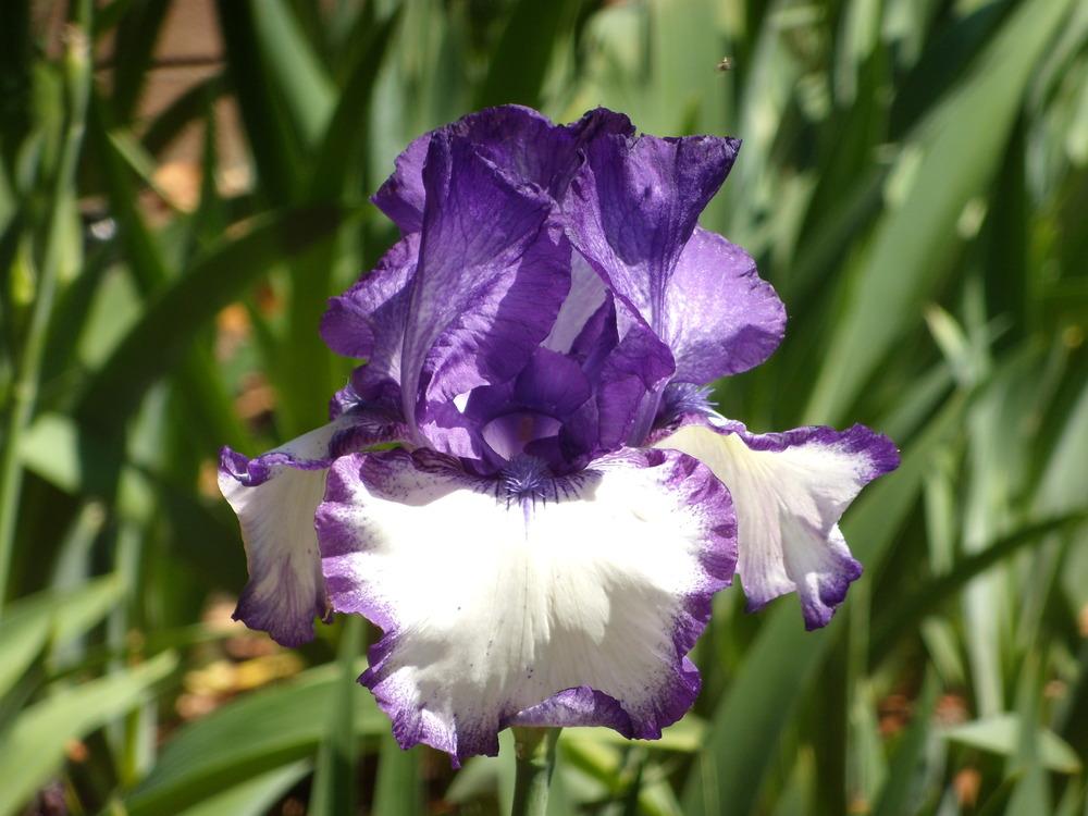 Photo of Tall Bearded Iris (Iris 'Lady Laree') uploaded by Betja