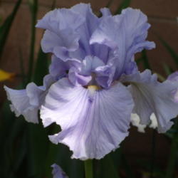 Location: My garden in Bakersfield, CA
Date: 2012-04-18 