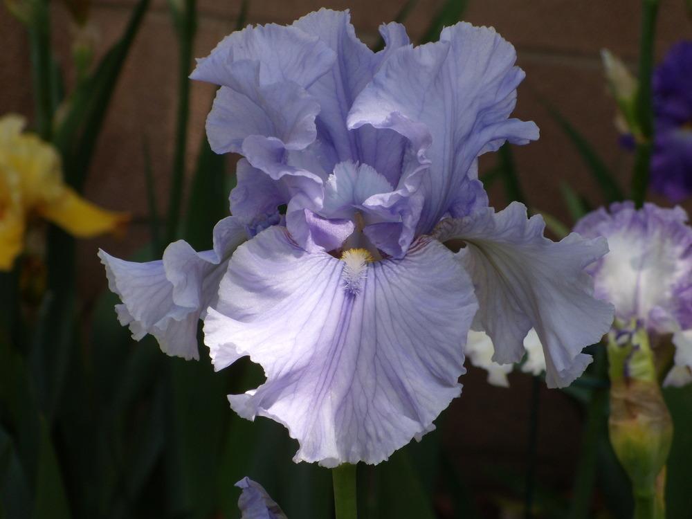 Photo of Tall Bearded Iris (Iris 'Marbella') uploaded by Betja