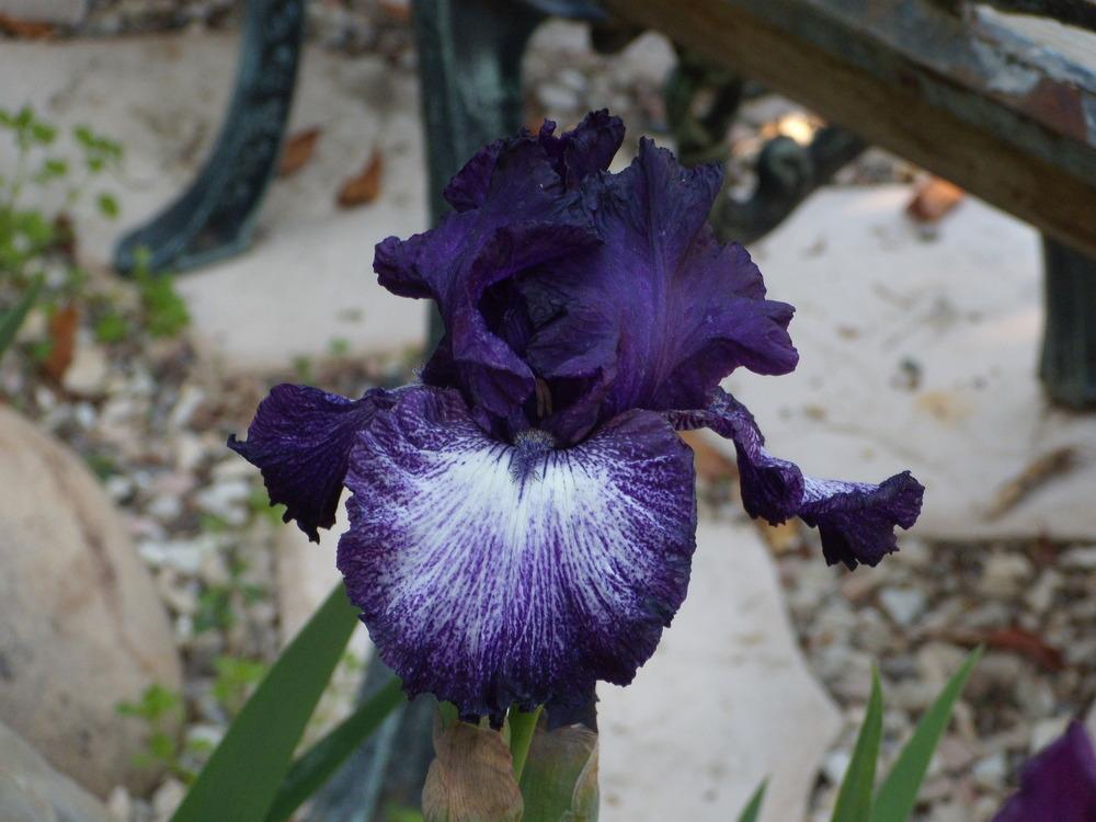 Photo of Tall Bearded Iris (Iris 'Wedding Night') uploaded by Betja