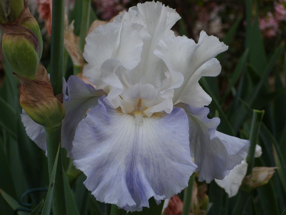 Photo of Tall Bearded Iris (Iris 'Dreamlife') uploaded by Betja
