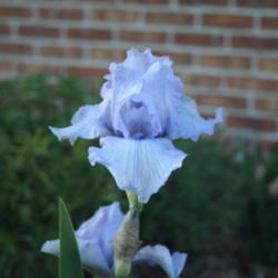 Location: My garden in southeast Nebraska
Date: 2012-04-21