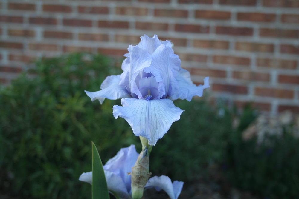 Photo of Border Bearded Iris (Iris 'Hoodoo Blues') uploaded by KentPfeiffer