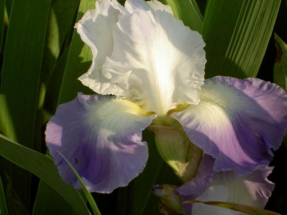 Photo of Tall Bearded Iris (Iris 'Clarence') uploaded by Muddymitts