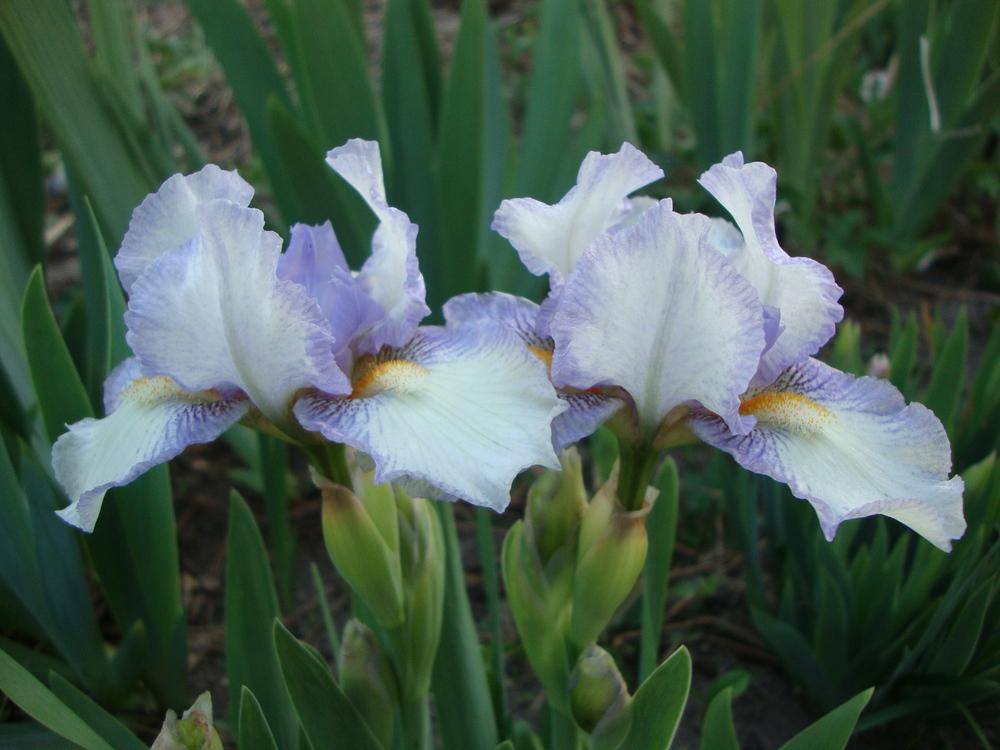 Photo of Standard Dwarf Bearded Iris (Iris 'Canadian Kisses') uploaded by Paul2032