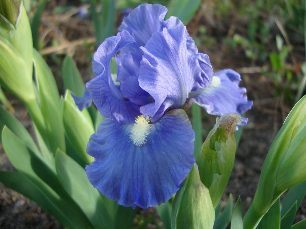 Photo of Standard Dwarf Bearded Iris (Iris 'Microwave') uploaded by Paul2032
