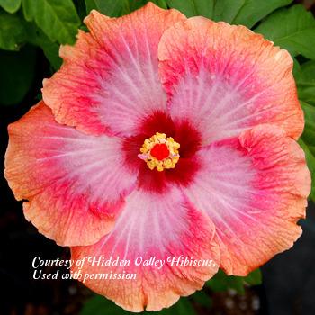 Photo of Tropical Hibiscus (Hibiscus rosa-sinensis 'Luck Be a Lady') uploaded by SongofJoy
