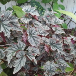 Location: My garden, Sarasota FL
Date: 2012-04-23
Can't capture the shine of the leaves