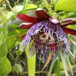 Location: My back yard
Date: 2012-04-13
Giant granadilla flower, it is 3 times the size of regular passio